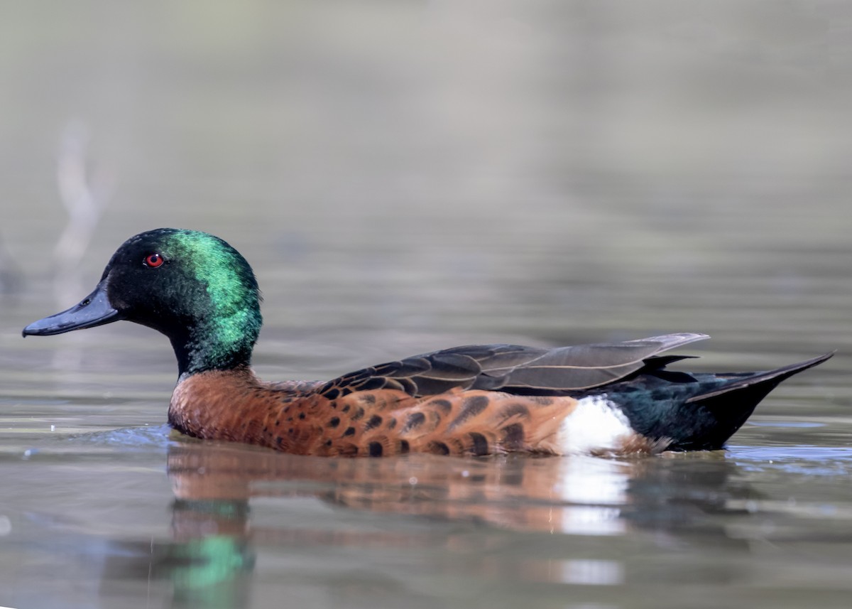 Kızıl Çamurcun - ML644697063