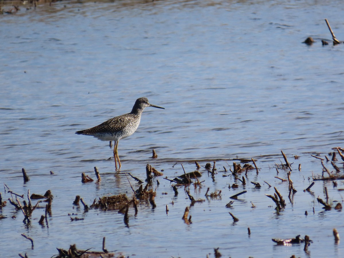 Greater Yellowlegs - ML644697065