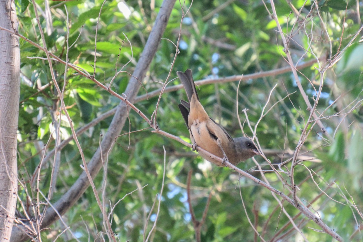 Blue-and-yellow Tanager - ML644697076
