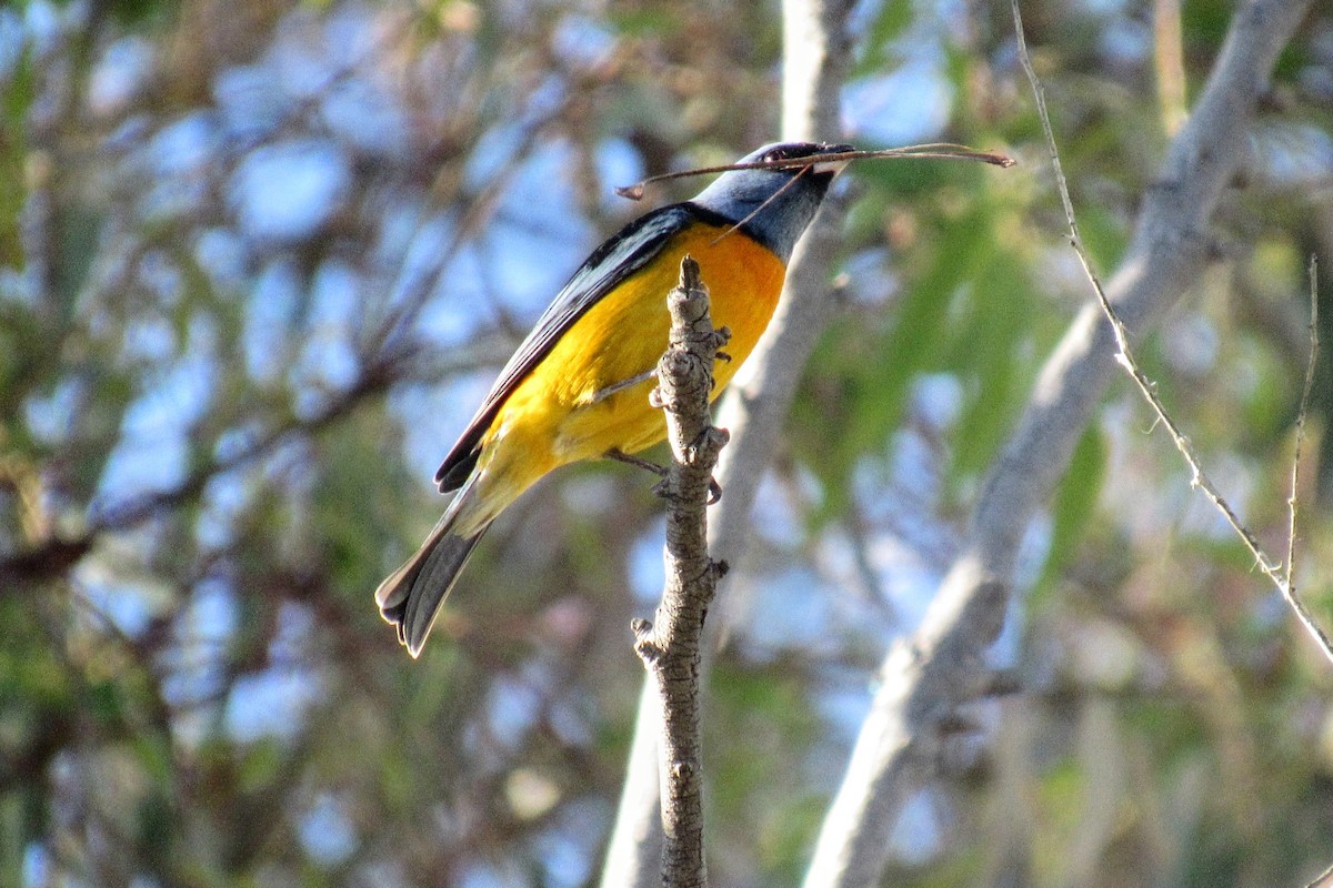 Blue-and-yellow Tanager - ML644697078