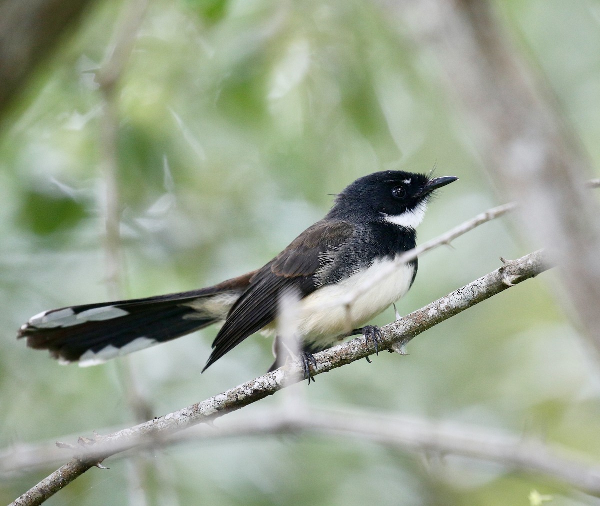 Rhipidure pie - ML644697087