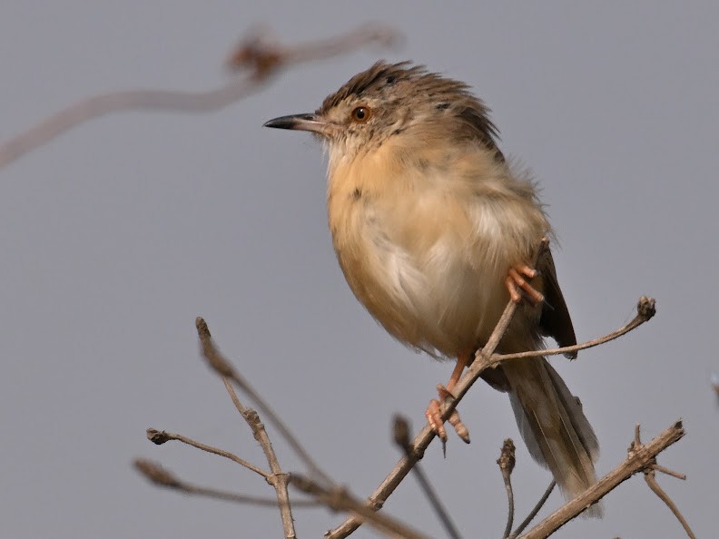 Prinia Sencilla - ML644697088