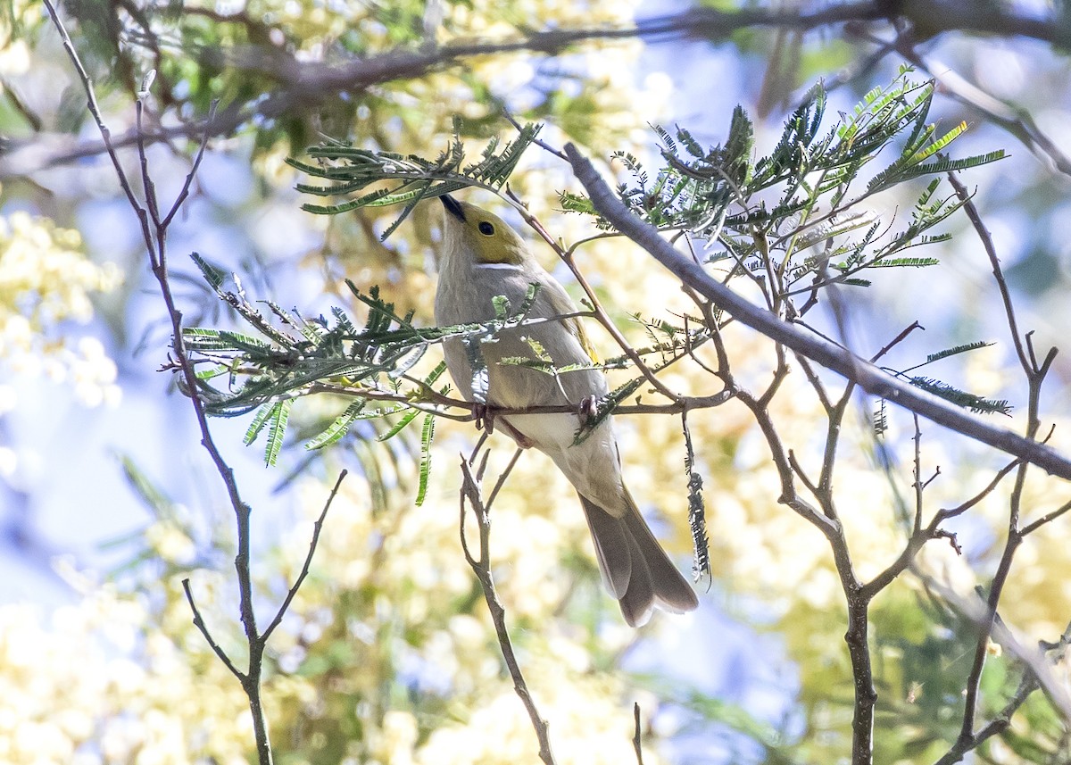 hvitsmykkehonningeter - ML644697106