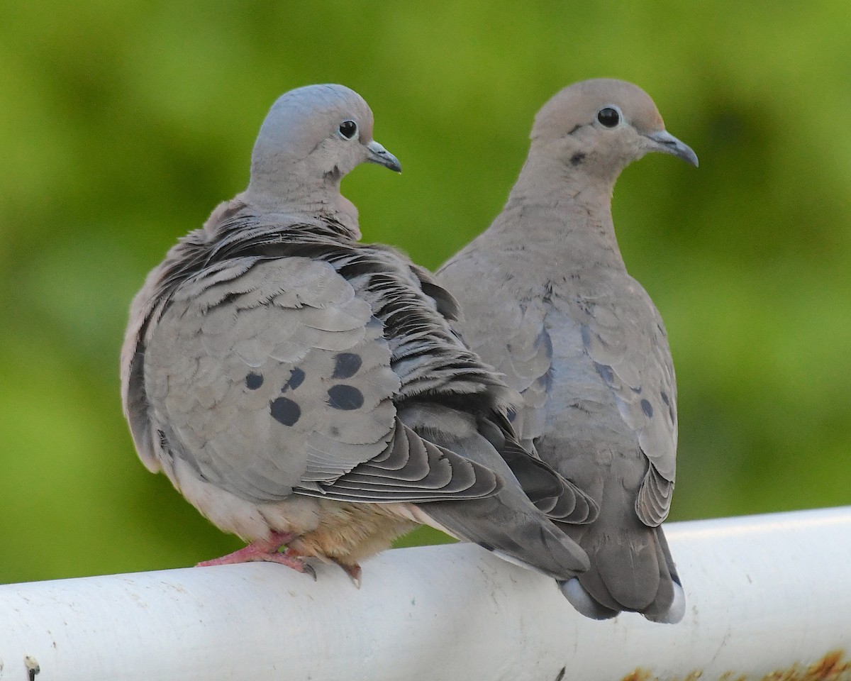 hrdlička černouchá - ML644697119