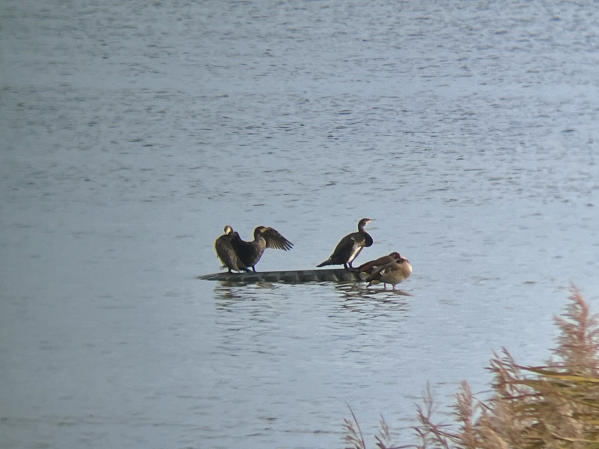 Egyptian Goose - ML644697122
