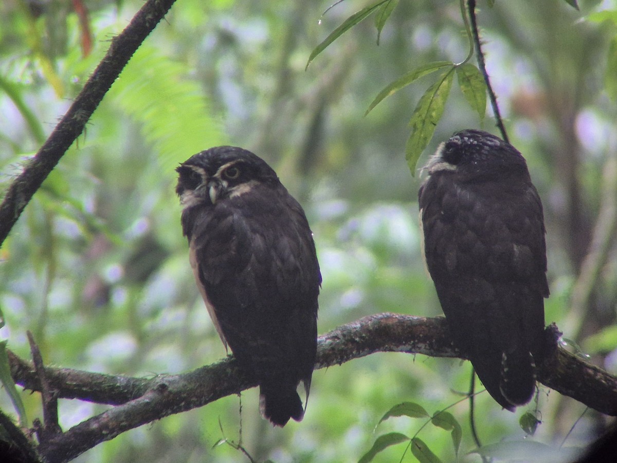 Spectacled Owl - ML644697123