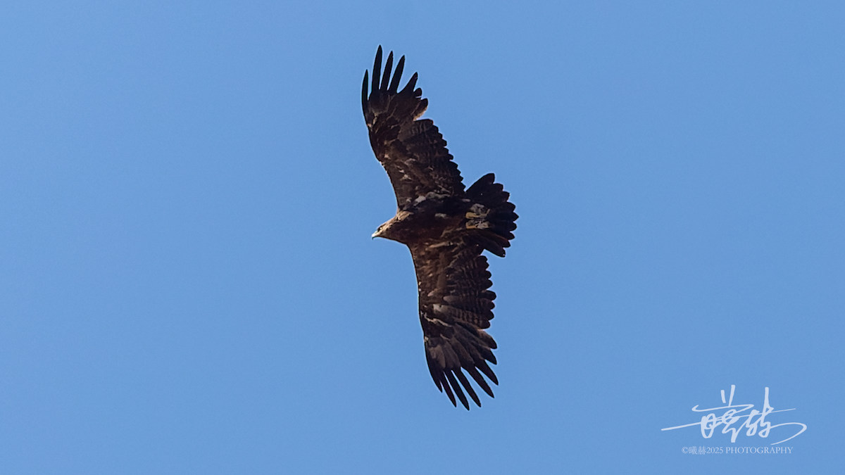 ソウゲンワシ - ML644697125