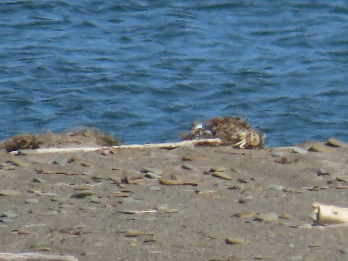 Piping Plover - ML644697126