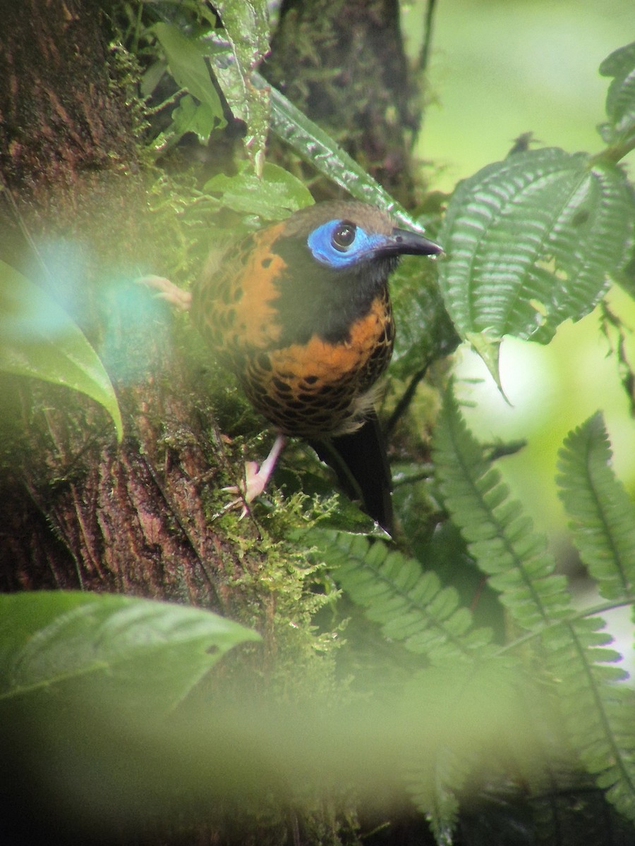 Ocellated Antbird - ML644697129