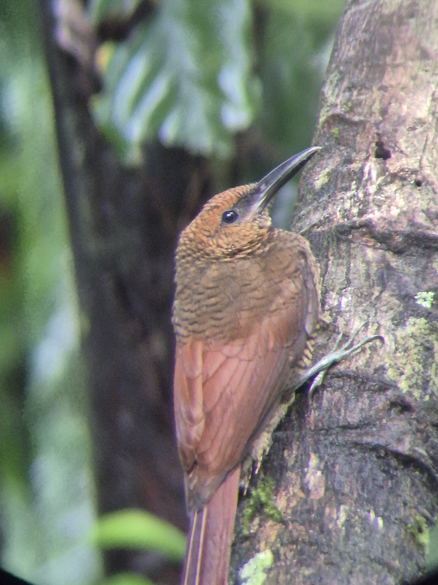Northern Barred-Woodcreeper - ML644697131