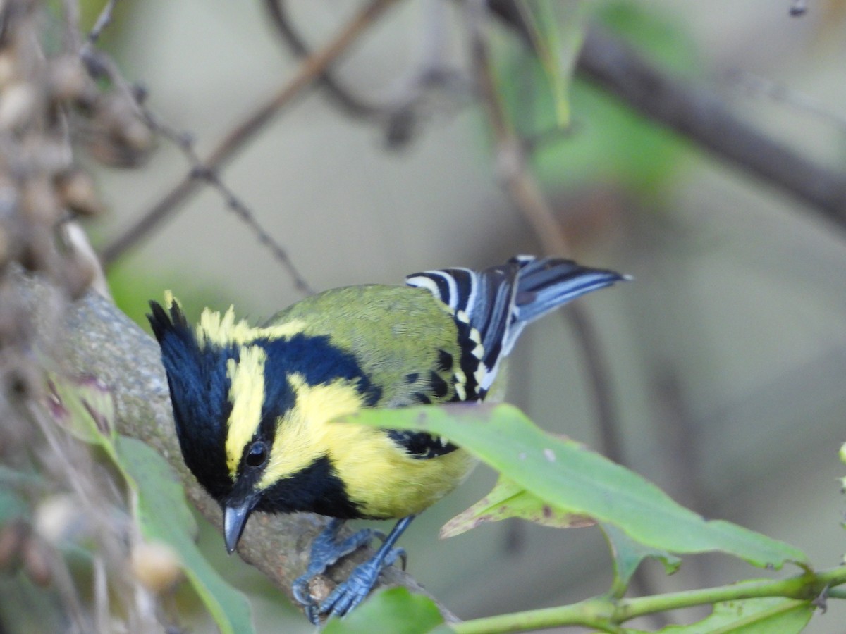 Himalayan Black-lored Tit - ML644697135
