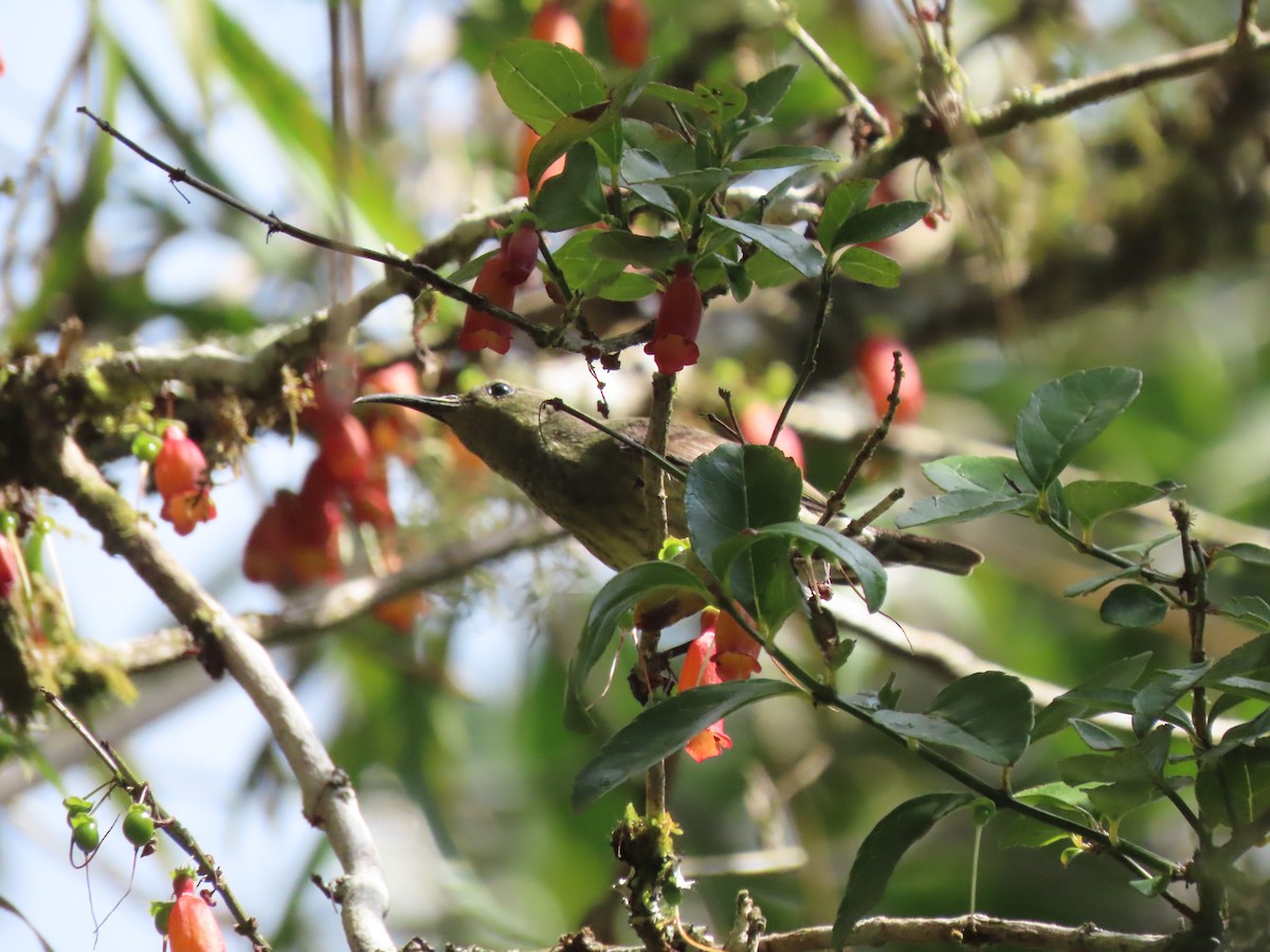 Маріка мадагаскарська - ML644697136