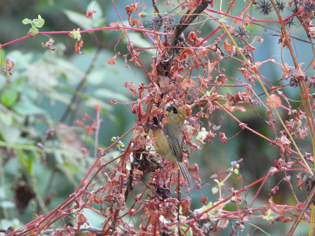 Black-chinned Babbler - ML644697143