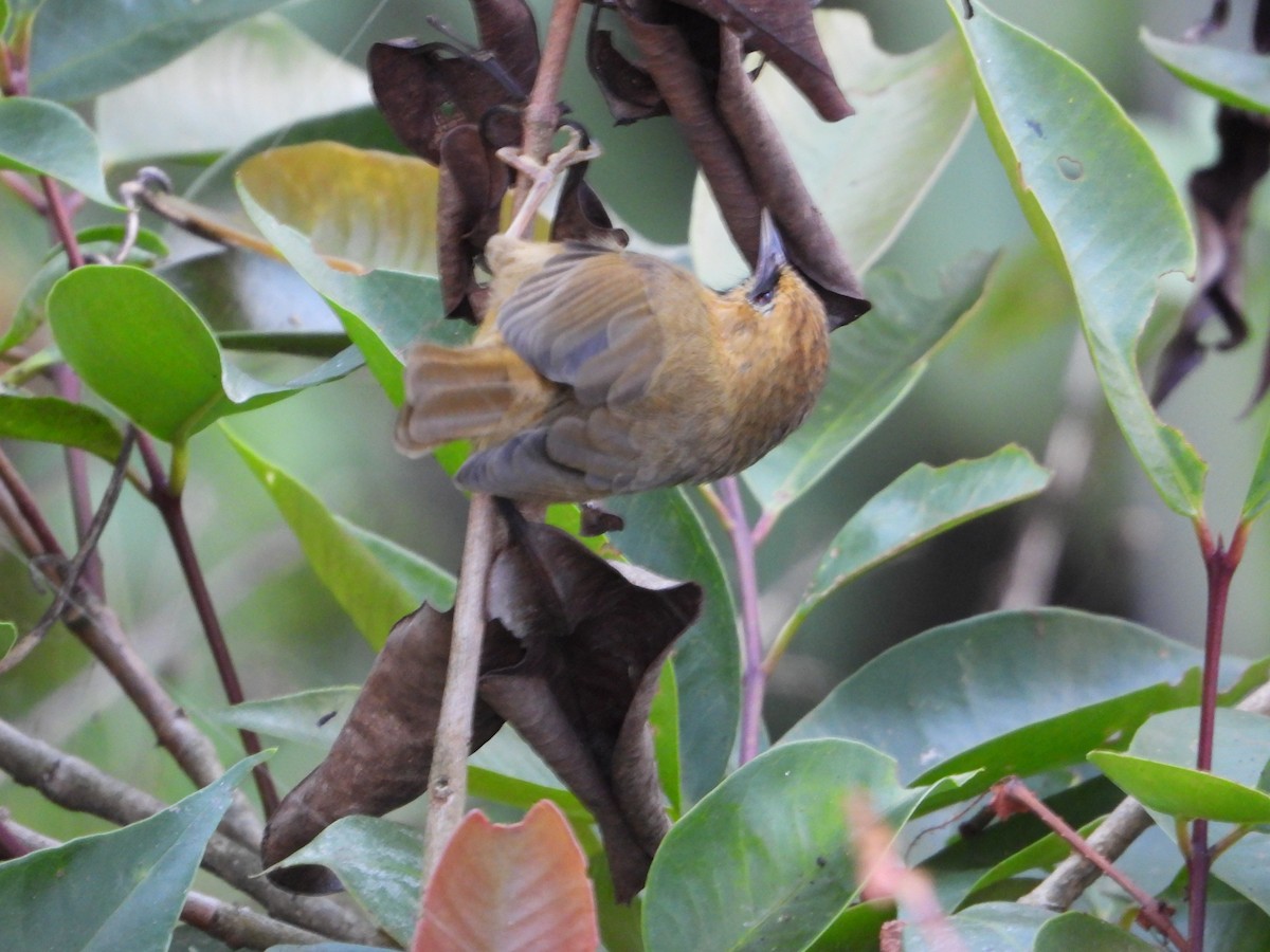 Black-chinned Babbler - ML644697144