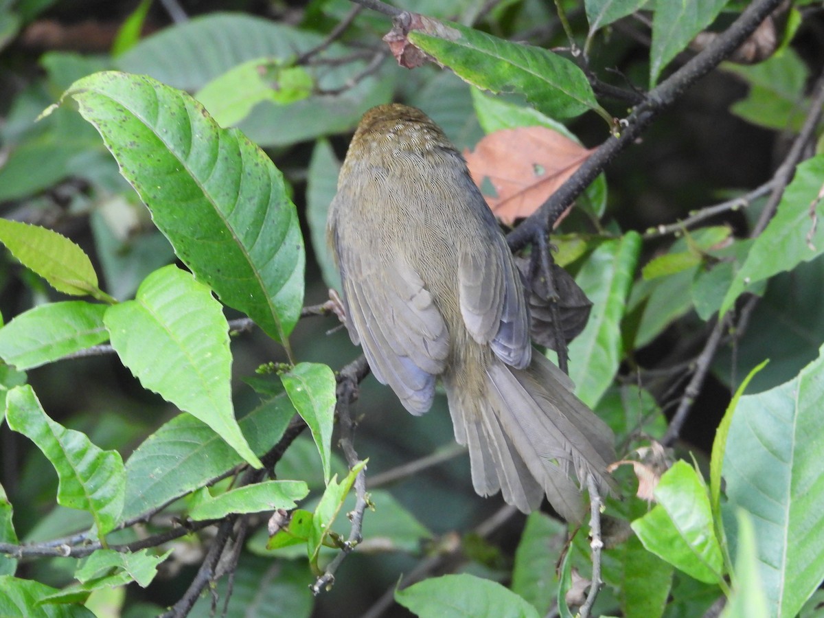 Black-chinned Babbler - ML644697145