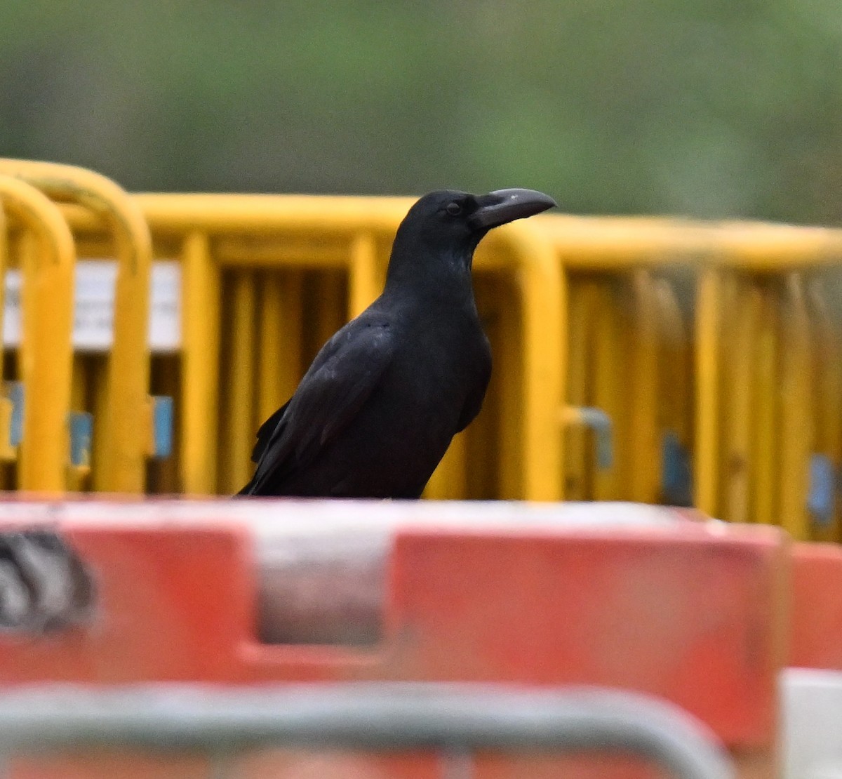 Large-billed Crow - ML644697148