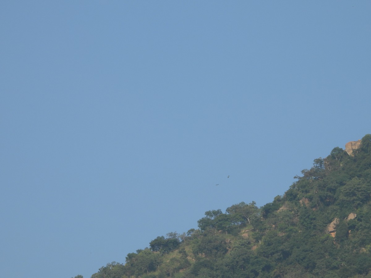 eagle sp. - ML644697154