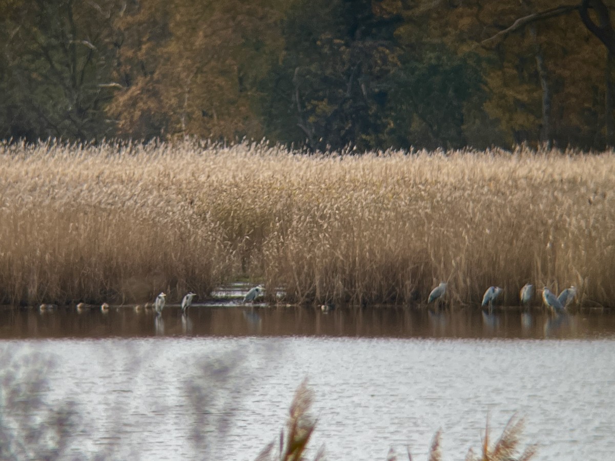 Gray Heron - ML644697155