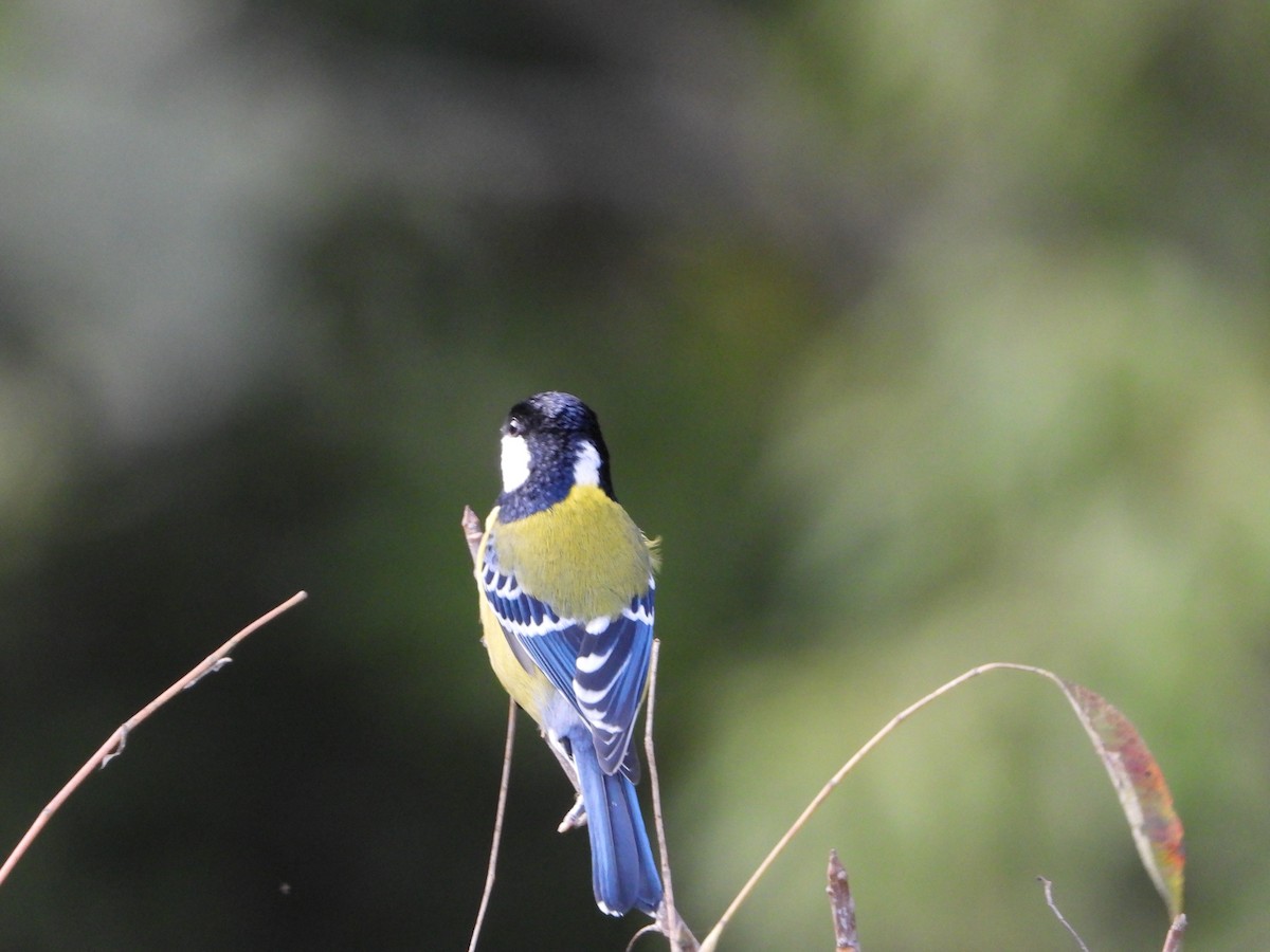 Green-backed Tit - ML644697156