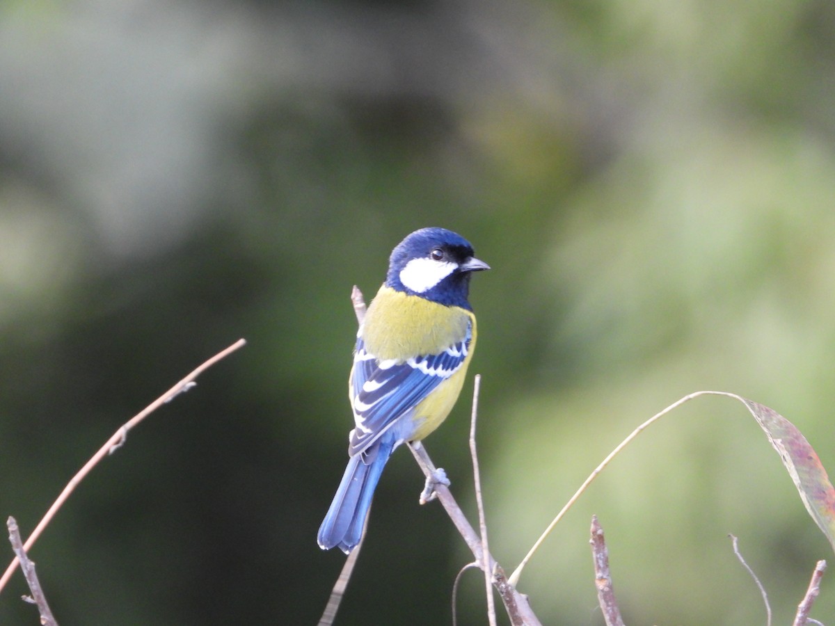 Green-backed Tit - ML644697157
