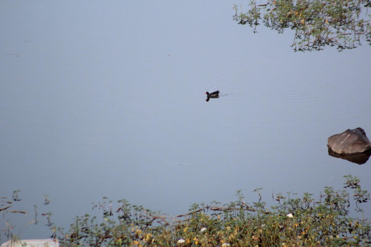 Курочка водяна - ML644697165