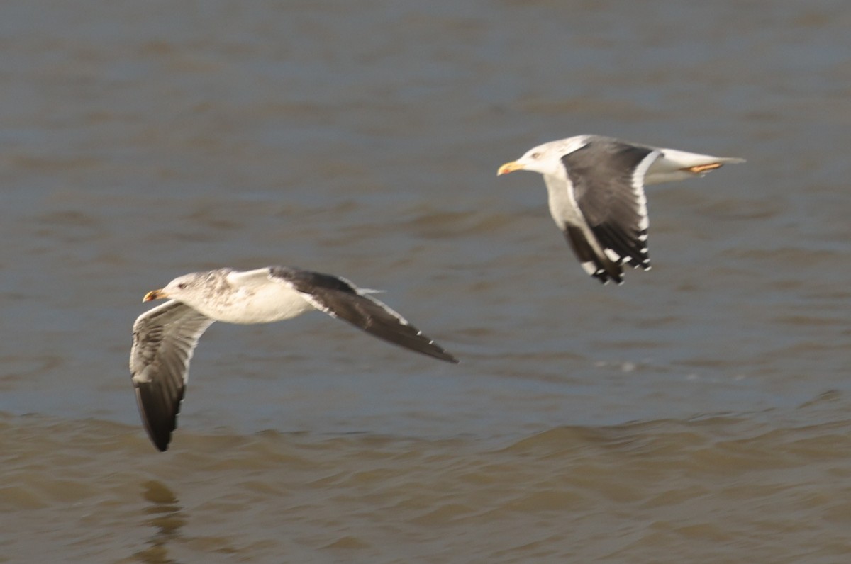 ニシセグロカモメ - ML644697191