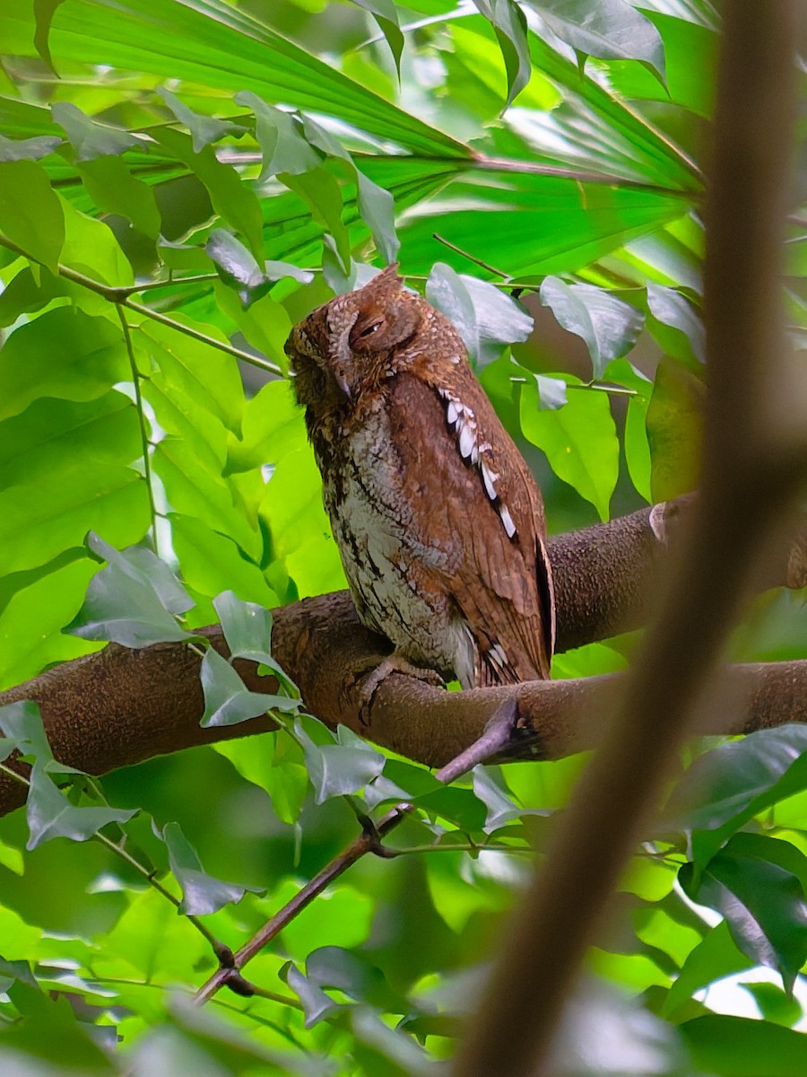 Oriental Scops-Owl - ML644697194