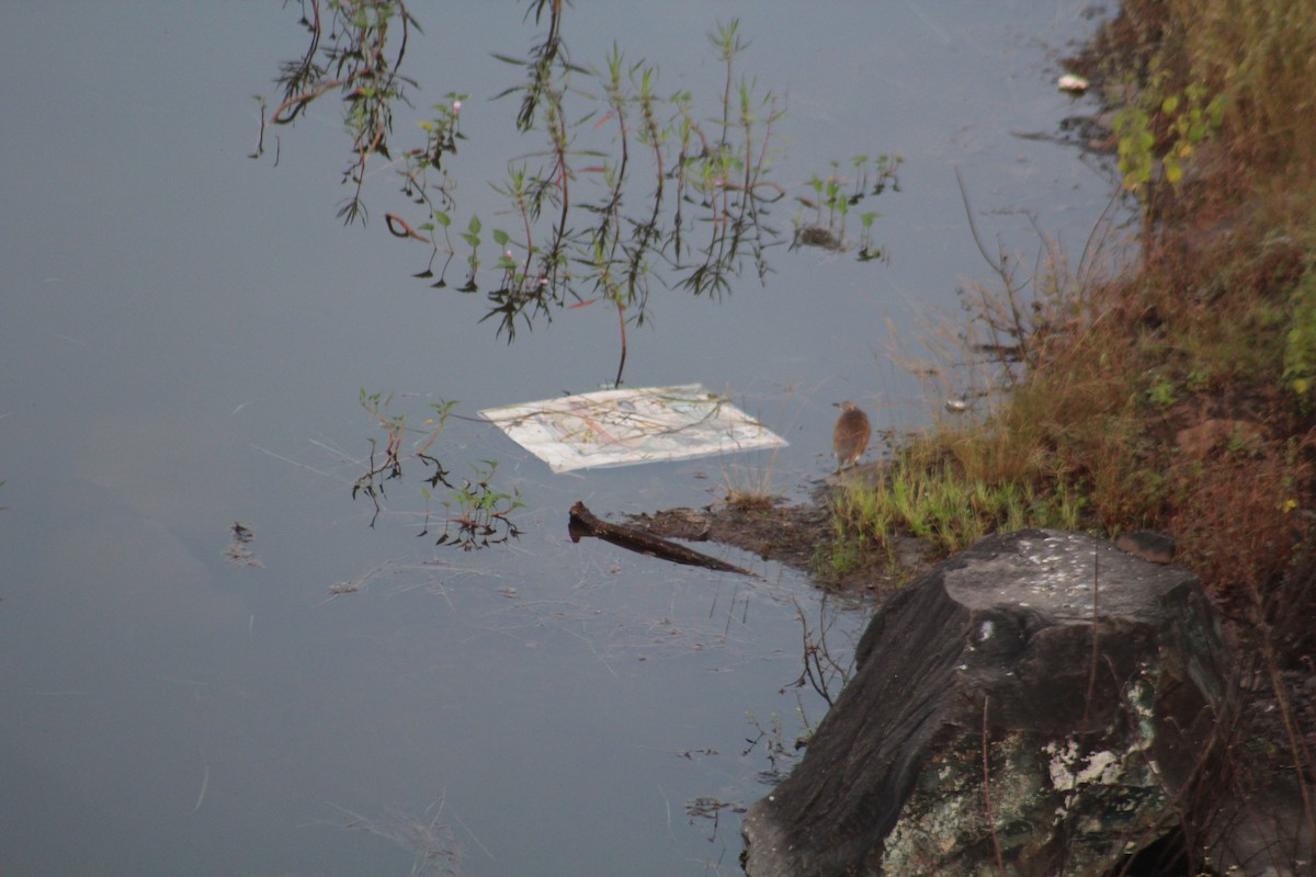 Paddyreiher - ML644697195