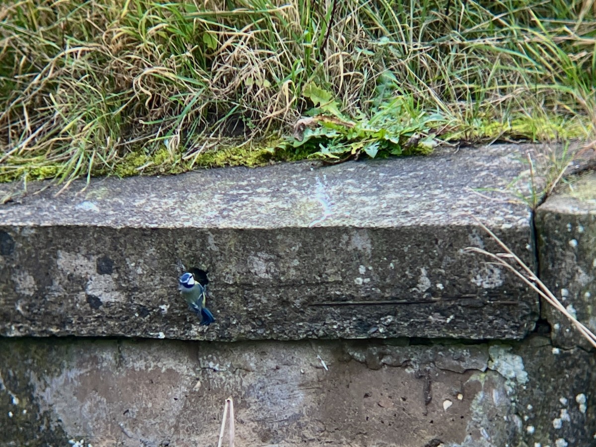 Eurasian Blue Tit - ML644697198