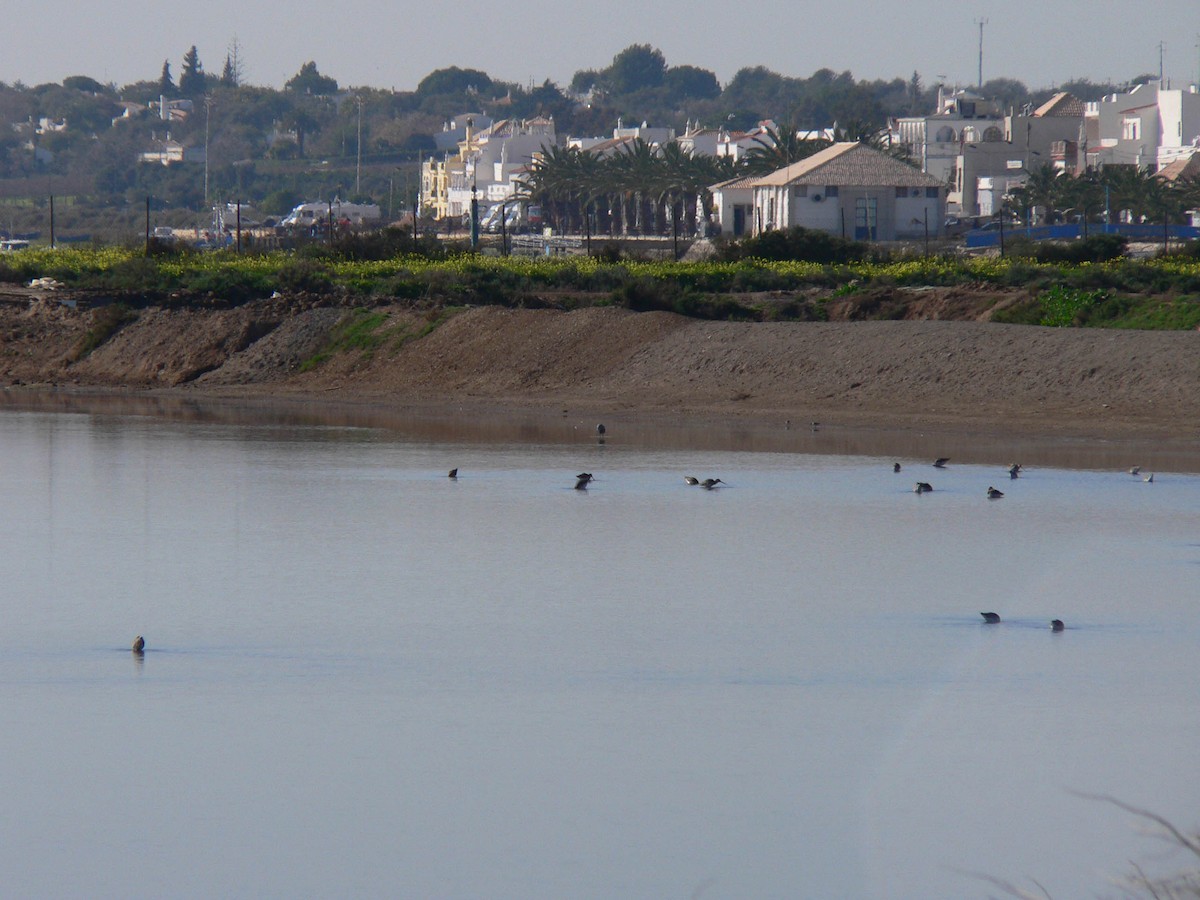 Black-tailed Godwit - ML644697207