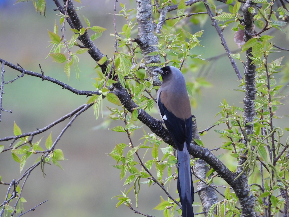 Gray Treepie - ML644697221