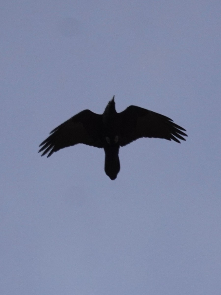 Erroi handia - ML644697225