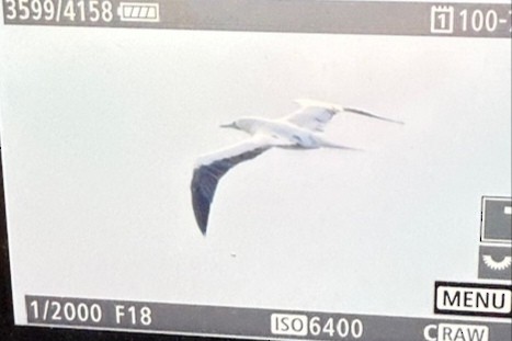 Сула червононога (підвид rubripes) - ML644697229