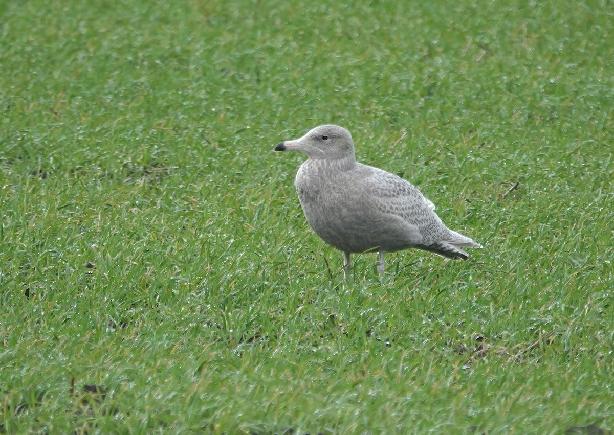 Ipar-kaioa - ML644697237