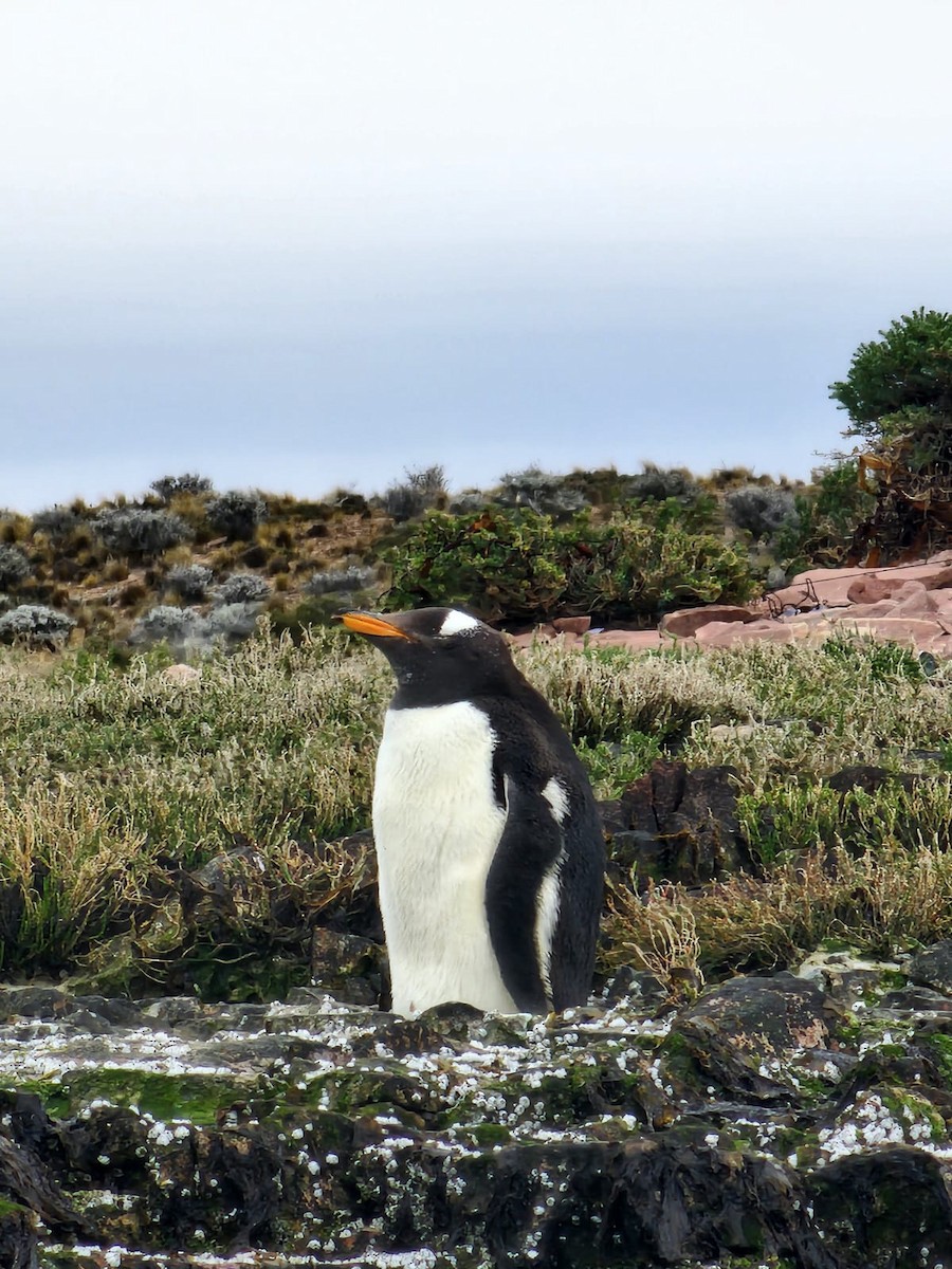 Gentoo Penguin - ML644697238
