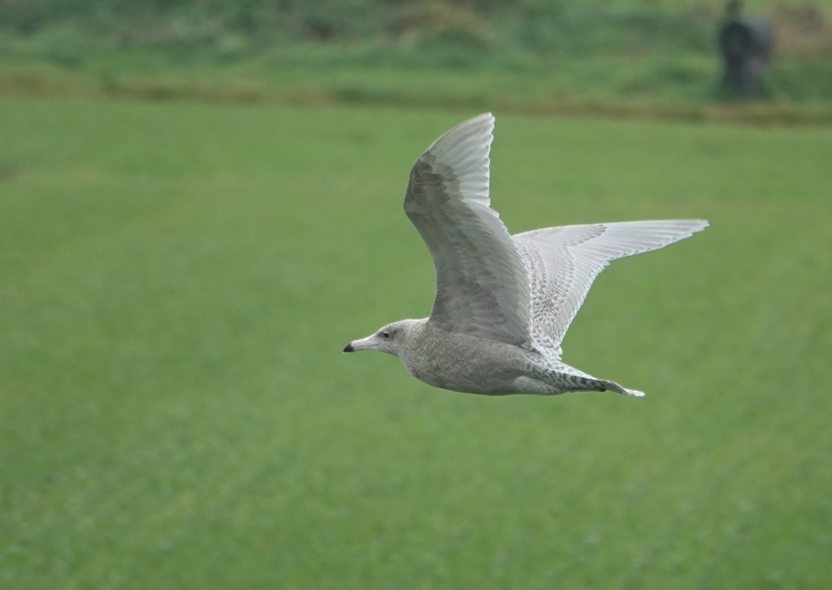 Ipar-kaioa - ML644697258