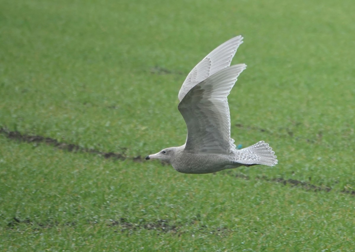 Ipar-kaioa - ML644697259