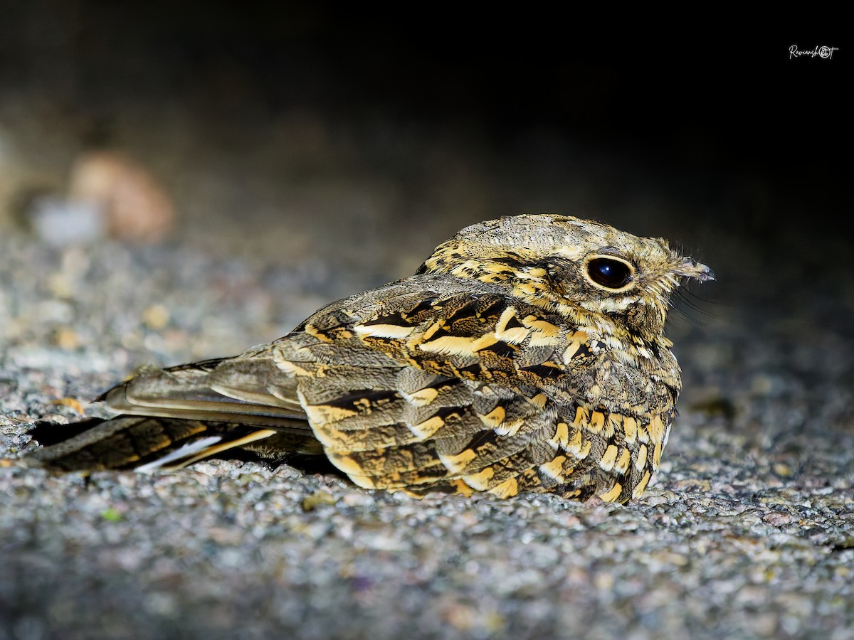 Hint Çobanaldatanı - ML644697260