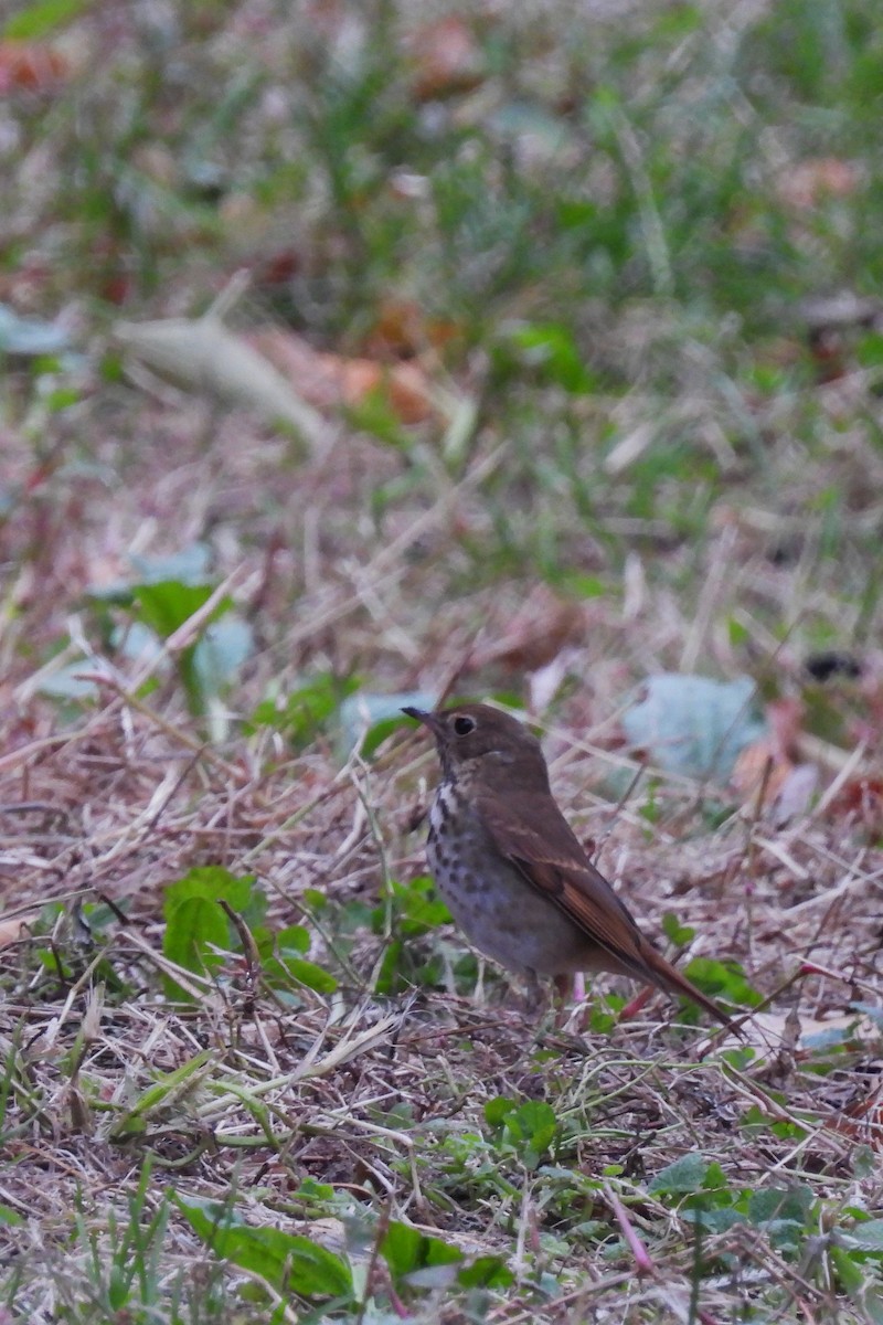 Hermit Thrush - ML644697262
