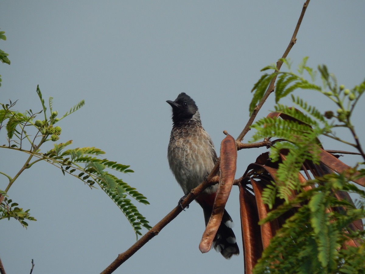 シリアカヒヨドリ - ML644697263