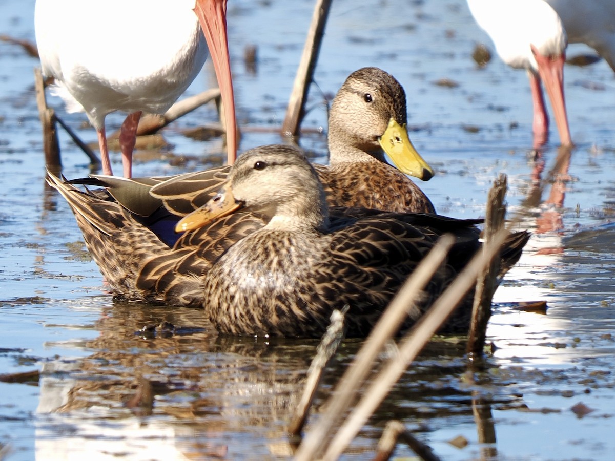 kachna pobřežní - ML644697265