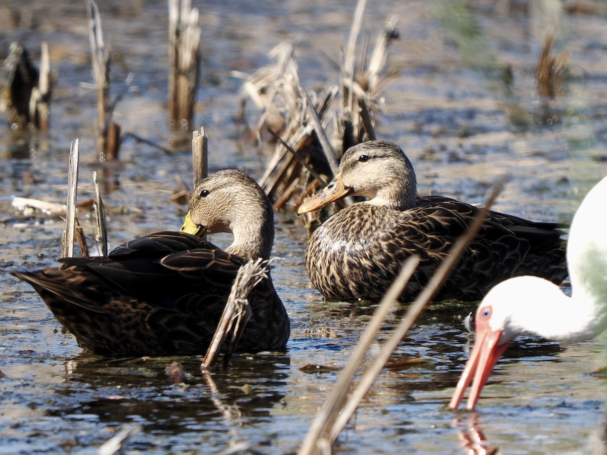 kachna pobřežní - ML644697266