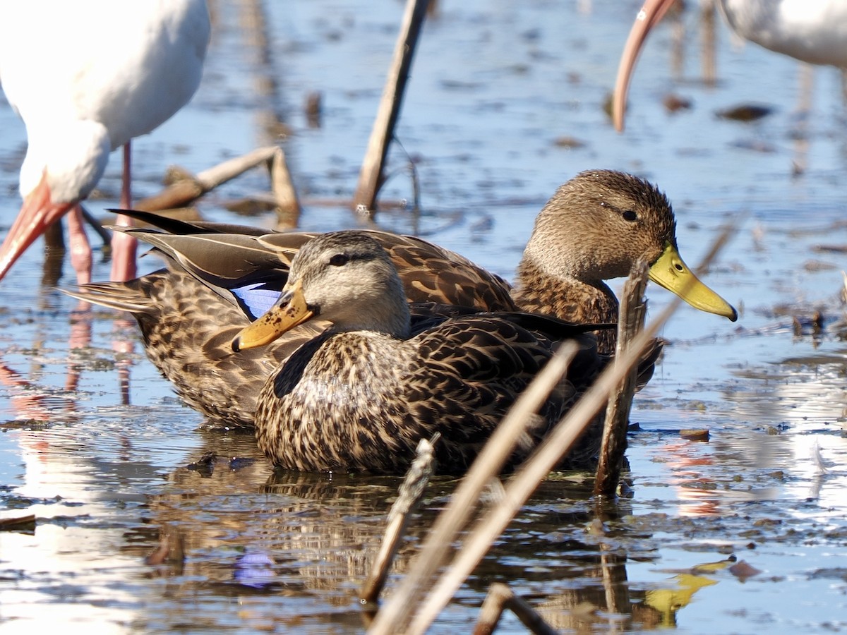 kachna pobřežní - ML644697267