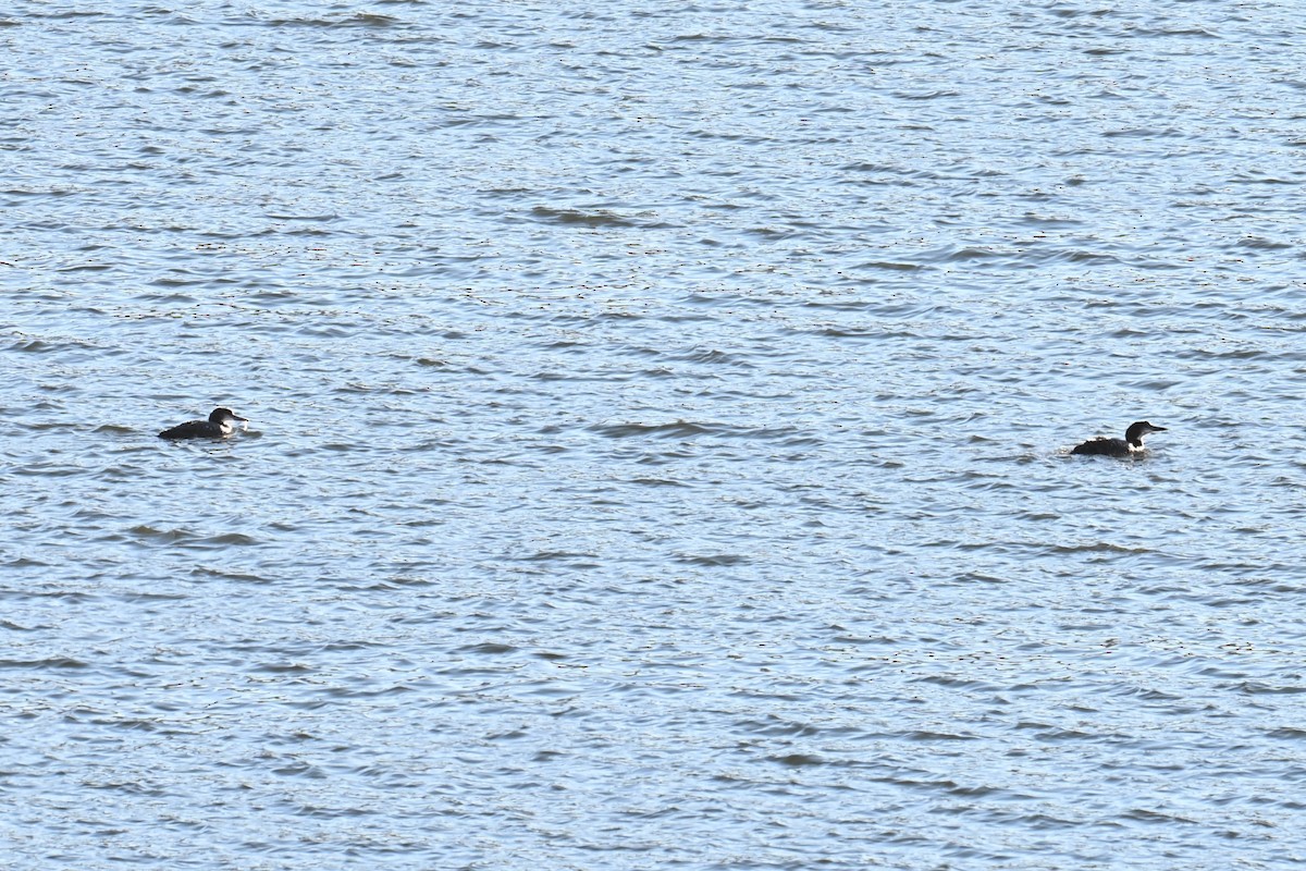 Common Loon - ML644697282