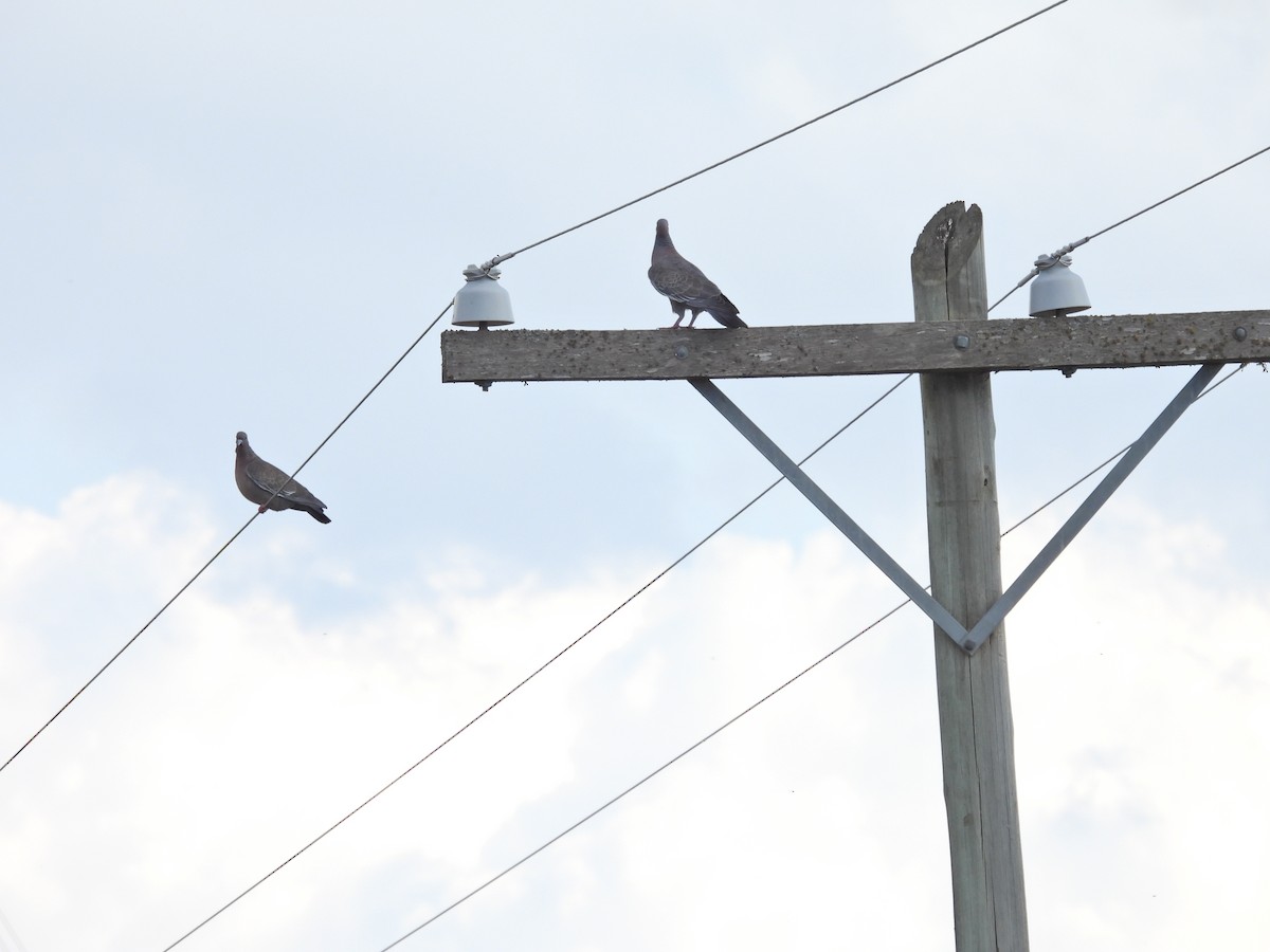 Темнохвостый голубь - ML644697285