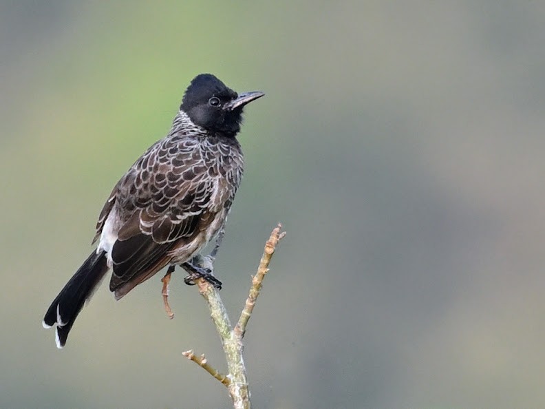 シリアカヒヨドリ - ML644697288