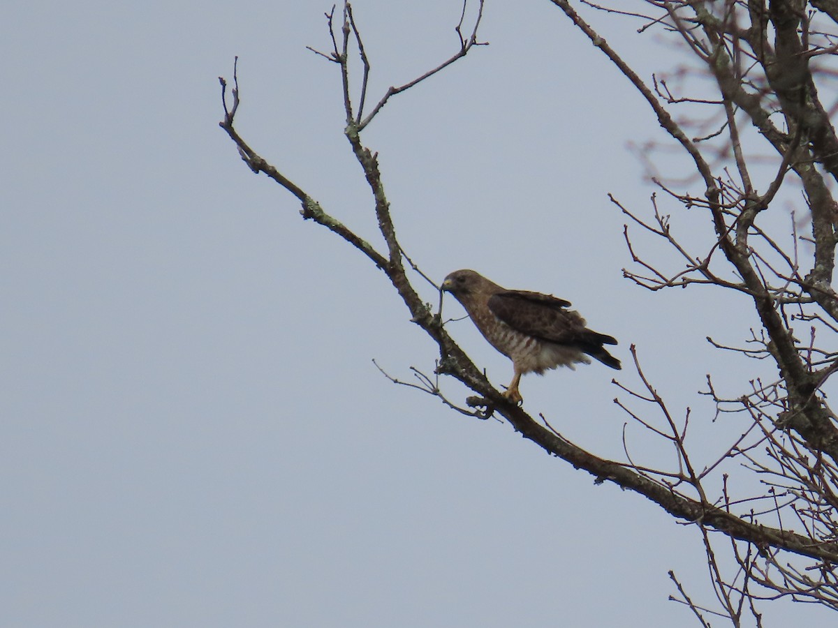 káně širokokřídlá - ML644697294