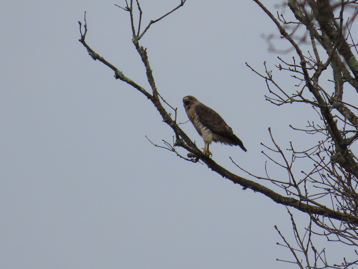 káně širokokřídlá - ML644697295