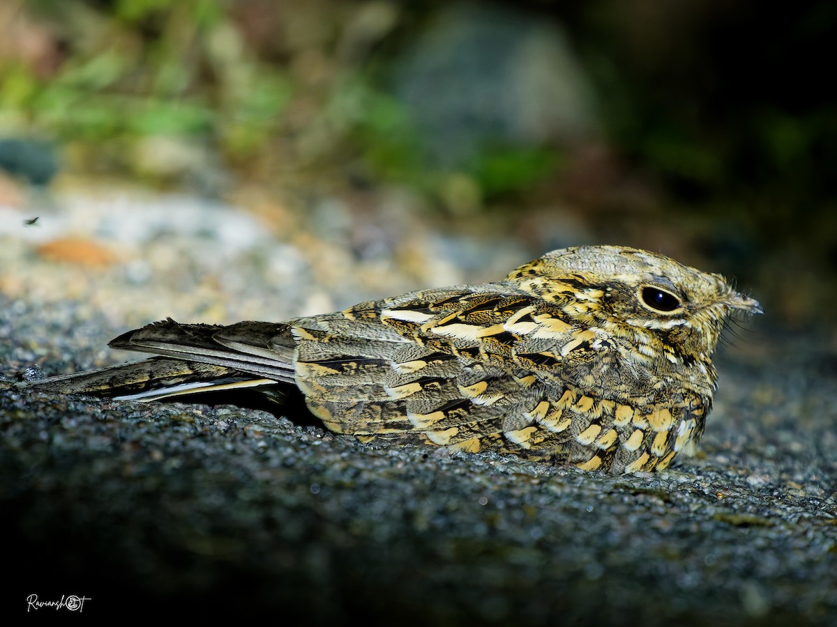 Hint Çobanaldatanı - ML644697302