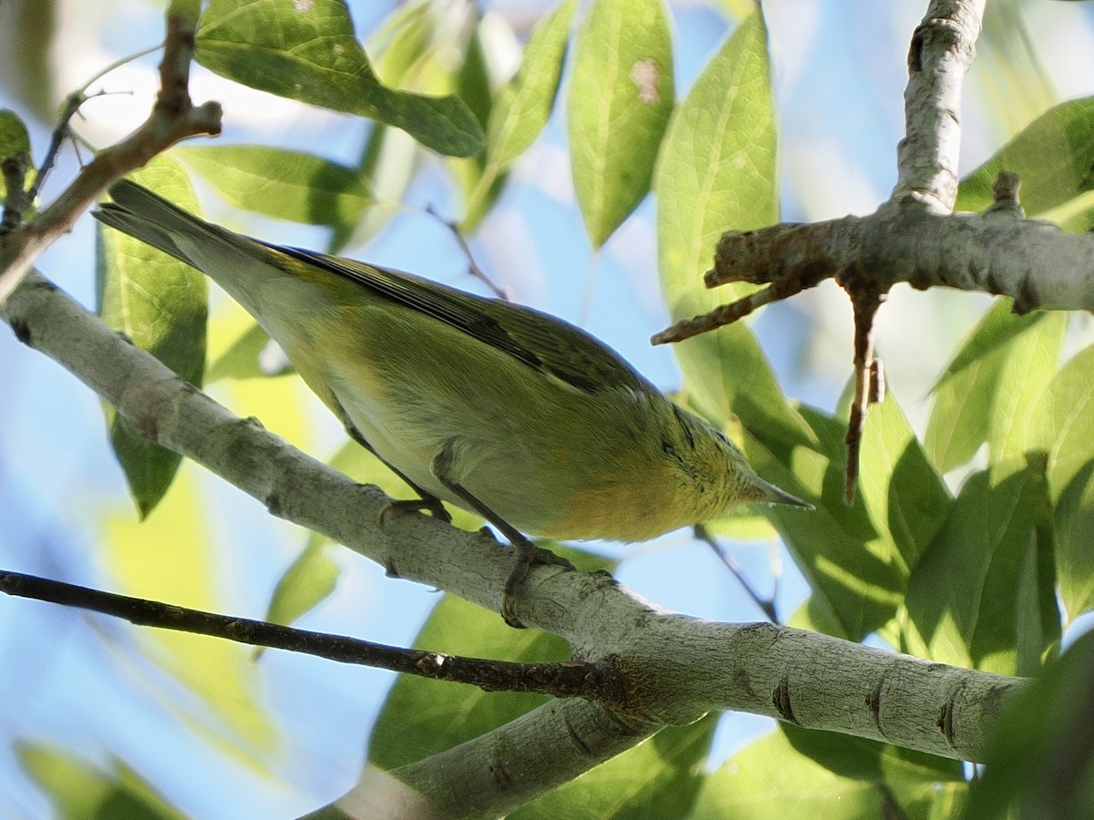 Tennessee Warbler - ML644697304